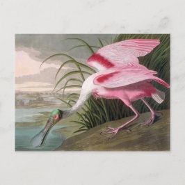Audubon Illustration Spoonbill Bird Briefkaart