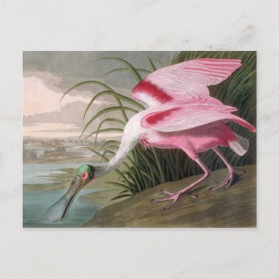  Audubon Illustration Spoonbill Bird Briefkaart