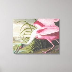  Audubon Illustration Spoonbill Bird Canvas Afdruk