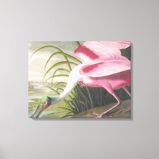  Audubon Illustration Spoonbill Bird Canvas Afdruk (Voorkant)