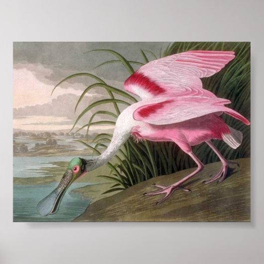 Audubon Illustration Spoonbill Bird Poster (Voorkant)