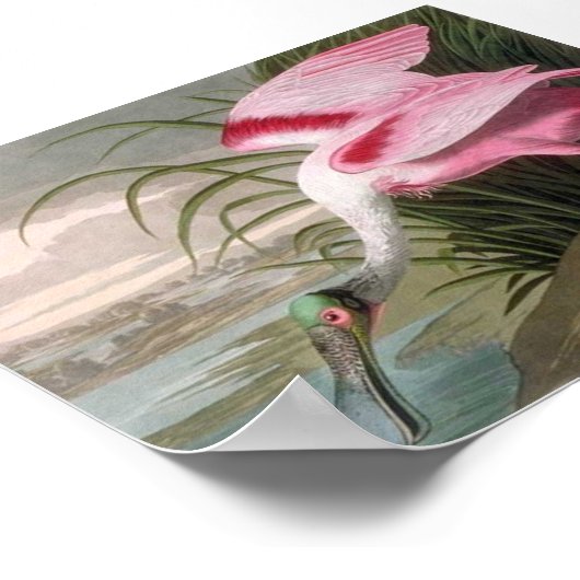  Audubon Illustration Spoonbill Bird Poster (Hoek)