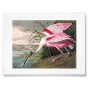 Audubon Illustration Spoonbill Foto Afdruk