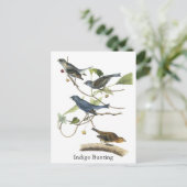 Audubon Indigo Bunting Print Briefkaart (Staand voorkant)