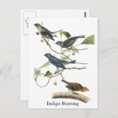 Audubon Indigo Bunting Print Briefkaart (Voorkant / Achterkant)