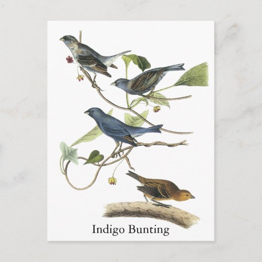 Audubon Indigo Bunting Print Briefkaart (Voorkant)