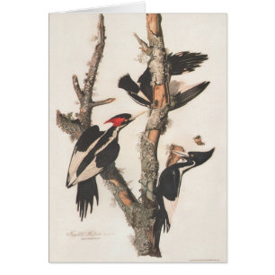 Audubon Ivory-Bled Woodpecker