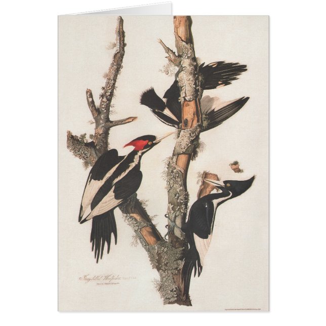 Audubon Ivory-Bled Woodpecker (Voorkant)