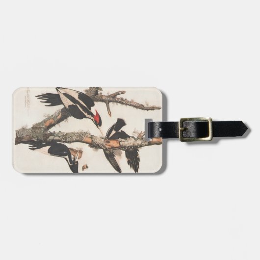 Audubon Ivory-Bled Woodpecker Bagagelabel (Voorkant horizontaal)