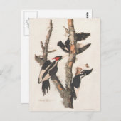 Audubon Ivory-Bled Woodpecker Briefkaart (Voorkant / Achterkant)