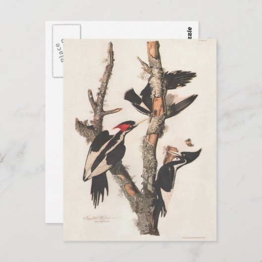 Audubon Ivory-Bled Woodpecker Briefkaart (Voorkant / Achterkant)