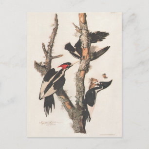 Audubon Ivory-Bled Woodpecker Briefkaart
