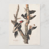 Audubon Ivory-Bled Woodpecker Briefkaart (Voorkant)