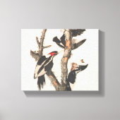 Audubon Ivory-Bled Woodpecker Canvas Afdruk (Voorkant)