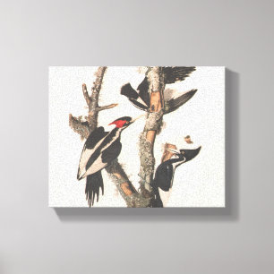 Audubon Ivory-Bled Woodpecker Canvas Afdruk