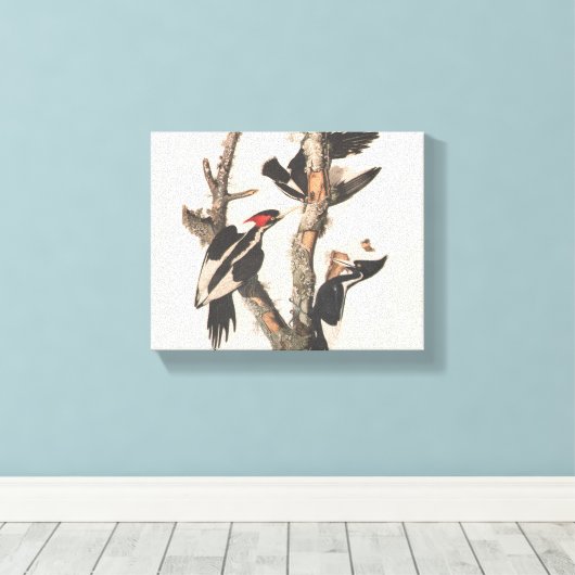 Audubon Ivory-Bled Woodpecker Canvas Afdruk (Insitu (Houten vloer))