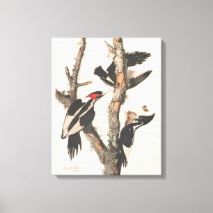 Audubon Ivory-Bled Woodpecker Canvas Afdruk