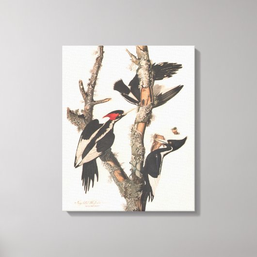 Audubon Ivory-Bled Woodpecker Canvas Afdruk (Voorkant)
