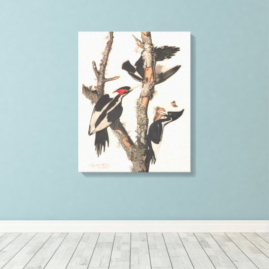 Audubon Ivory-Bled Woodpecker Canvas Afdruk (Insitu (Houten vloer))