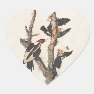 Audubon Ivory-Bled Woodpecker Hart Sticker