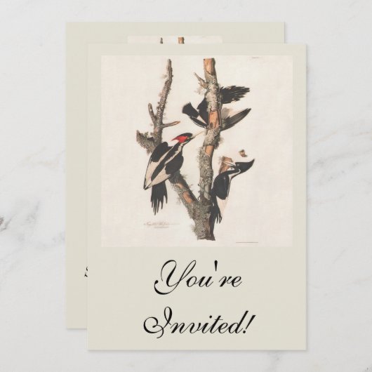 Audubon Ivory-Bled Woodpecker Kaart (Voorkant / Achterkant)