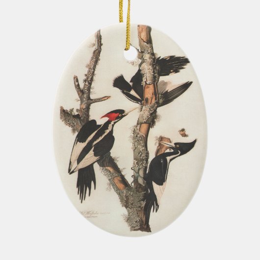 Audubon Ivory-Bled Woodpecker Keramisch Ornament (Achterkant)