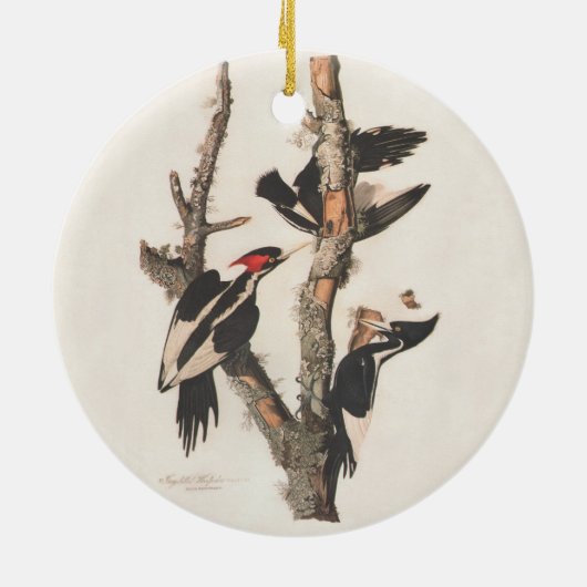 Audubon Ivory-Bled Woodpecker Keramisch Ornament (Achterkant)