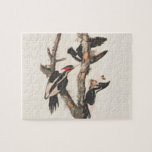 Audubon Ivory-Bled Woodpecker Legpuzzel