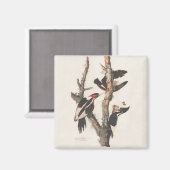 Audubon Ivory-Bled Woodpecker Magneet (Voorkant / Achterkant)
