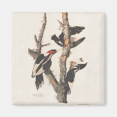 Audubon Ivory-Bled Woodpecker Magneet (Voorkant)