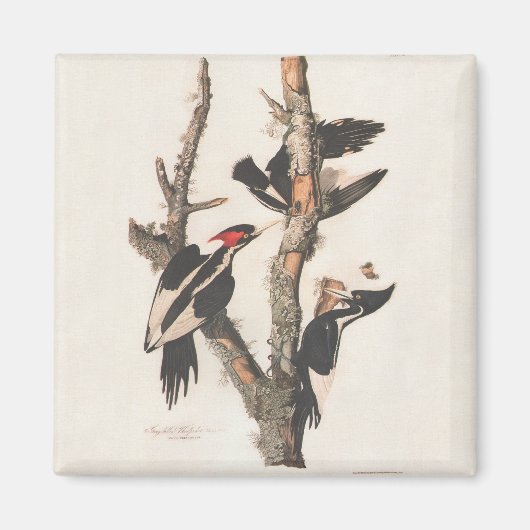 Audubon Ivory-Bled Woodpecker Magneet (Voorkant)