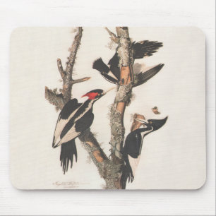 Audubon Ivory-Bled Woodpecker Muismat
