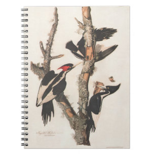 Audubon Ivory-Bled Woodpecker Notitieboek