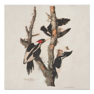 Audubon Ivory-Bled Woodpecker Perfect Poster