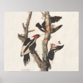 Audubon Ivory-Bled Woodpecker Poster (Voorkant)