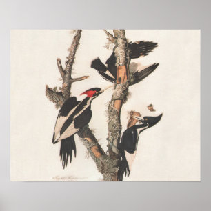 Audubon Ivory-Bled Woodpecker Poster