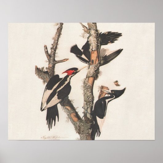 Audubon Ivory-Bled Woodpecker Poster (Voorkant)