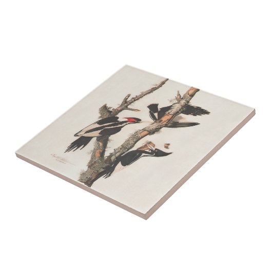 Audubon Ivory-Bled Woodpecker Tegeltje (Zijkant)