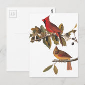 Audubon kardinaal paar in wilde amandelboom briefkaart (Voorkant / Achterkant)