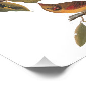 Audubon kardinaal paar in wilde amandelboom foto afdruk (Hoek)