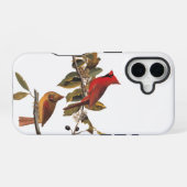 Audubon kardinaal paar in wilde amandelboom iPhone 16 hoesje (Achterkant horizontaal)