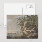 Audubon langsnavelige krulvogel briefkaart (Voorkant / Achterkant)