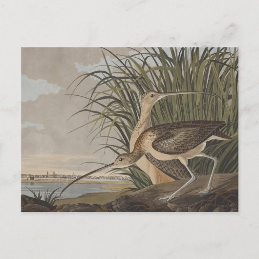 Audubon langsnavelige krulvogel briefkaart (Voorkant)