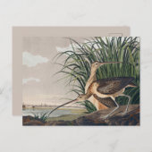 Audubon langsnavelige krulvogel briefkaart (Voorkant / Achterkant)