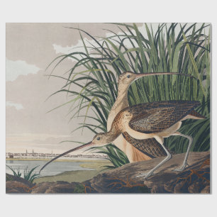 Audubon langsnavelige krulvogel cadeaupapier
