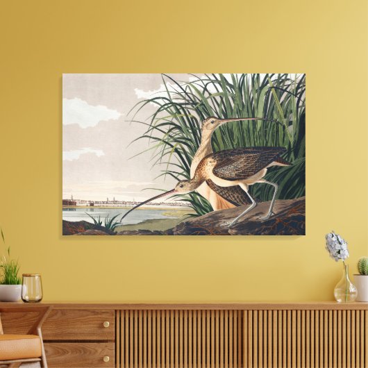 Audubon langsnavelige krulvogel canvas afdruk (Insitu (Woonkamer))