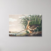 Audubon langsnavelige krulvogel canvas afdruk (Voorkant)