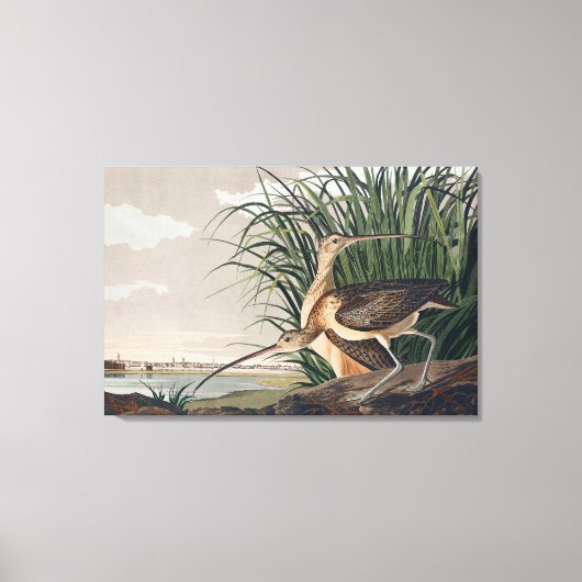 Audubon langsnavelige krulvogel canvas afdruk (Voorkant)