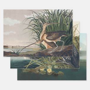 Audubon langsnavelige krulvogel inpakpapier vel