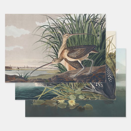 Audubon langsnavelige krulvogel inpakpapier vel (Set)